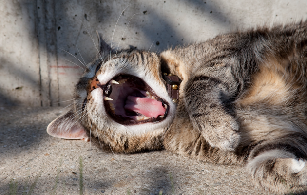 5 razões de você estar cansada o tempo todo (que não tem nada a ver com o sono)