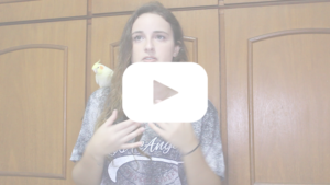 Como achar sua calopsita