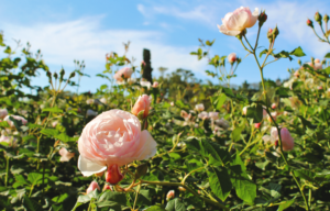 3 dicas do que fazer em Palermo, Buenos Aires