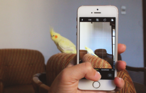 Dicas básicas para fotografar com o celular