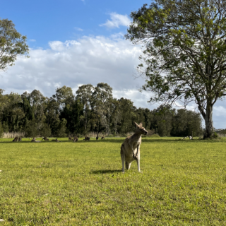 Por que escolhi fazer intercâmbio na Austrália?