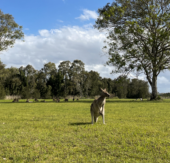 O melhor lugar para ver cangurus em Queensland