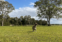 O melhor lugar para ver cangurus em Queensland