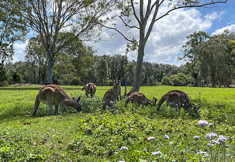 ver cangurus na austrália