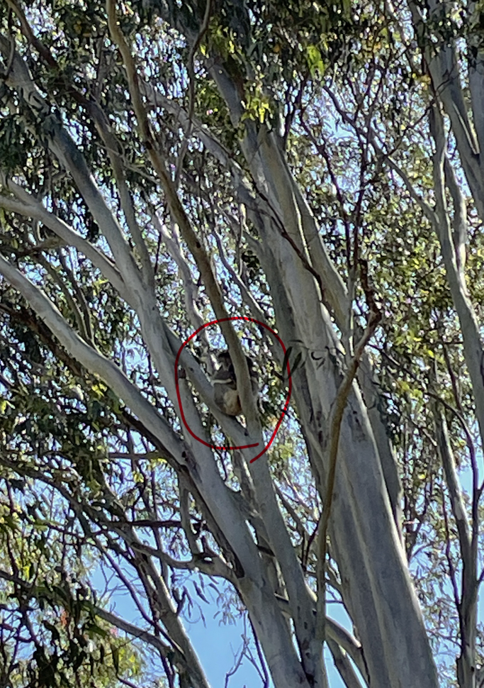 coala na árvore