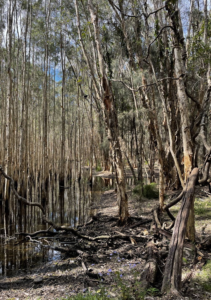 wetland australia