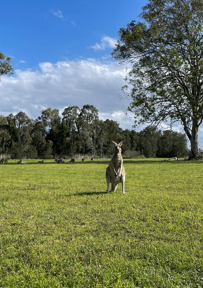 ver canguru queensland