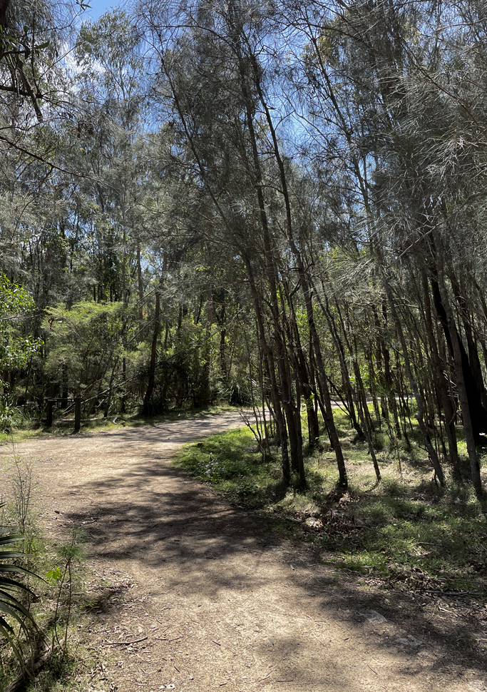 trilha Coombabah Lake Conservation Park