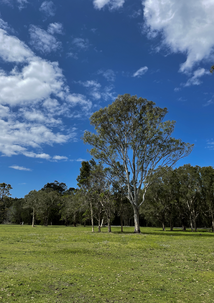 árvores no parque austrália