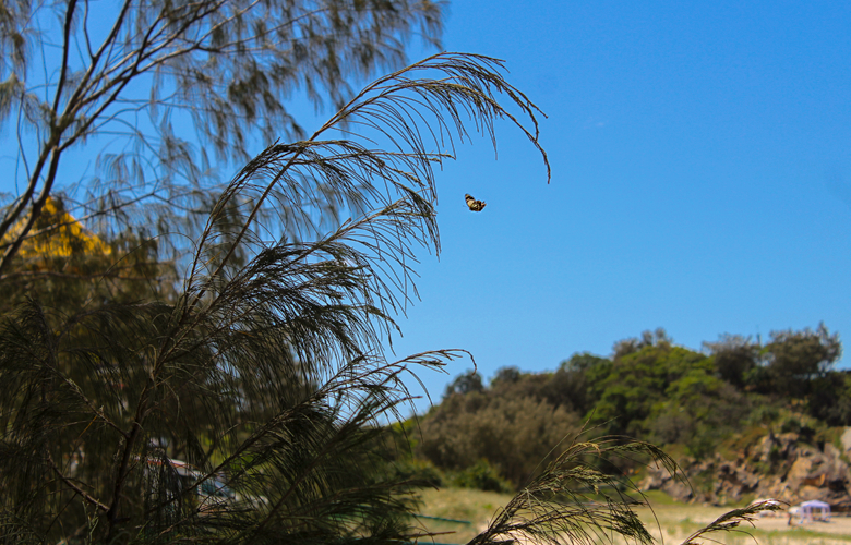 primavera gold coast australia